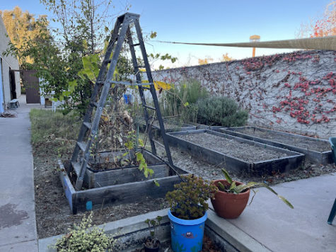 Picture of the school garden last year (top) compared to the state of the current garden as students begin to reorganize and clean the area (bottom).