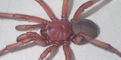 new spider in australia
